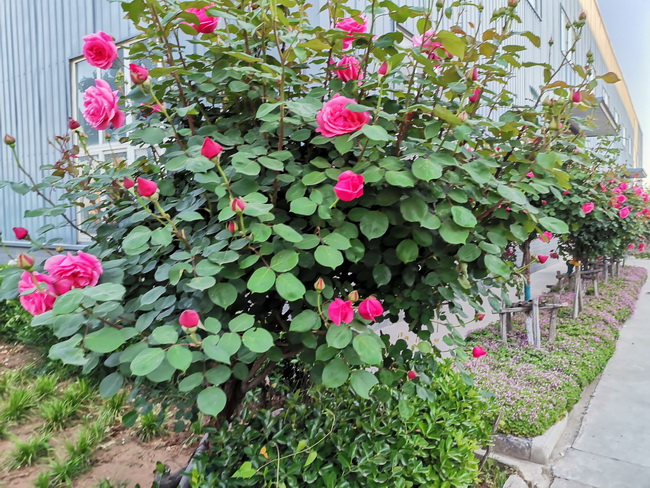 开云足球机械院内鲜花开放