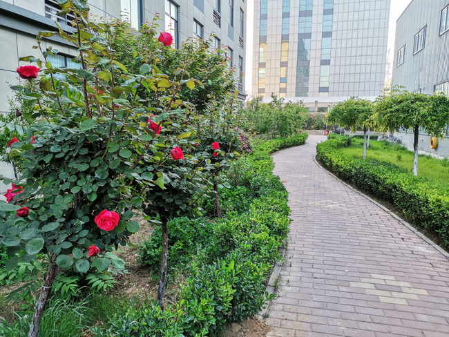 开云足球机械院内鲜花开放